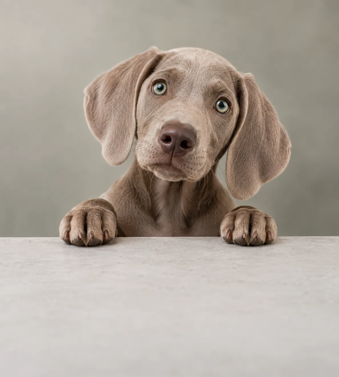 Filhote de weimaraner com as patas na borda da mesa